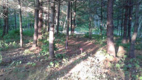 The grove walking trail